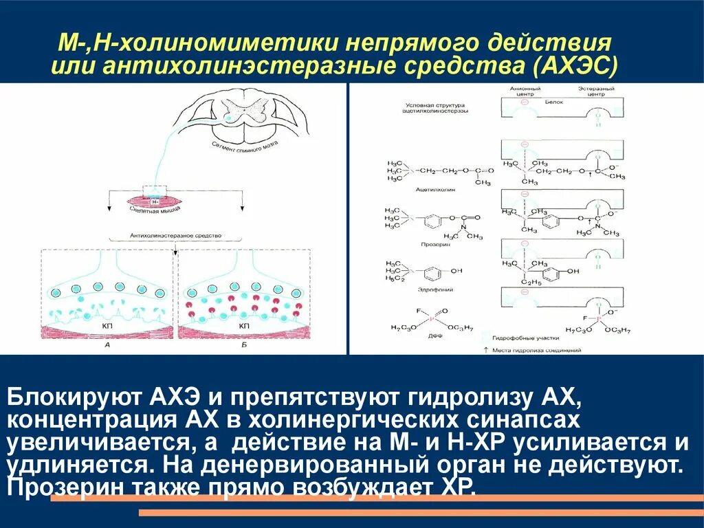 Механизм действия м холиномиметиков. Холиномиметики непрямого действия. Холиномиметики эффекты. Механизм действия антихолинэстеразных средств. М-холиномиметики лекарственные препараты.