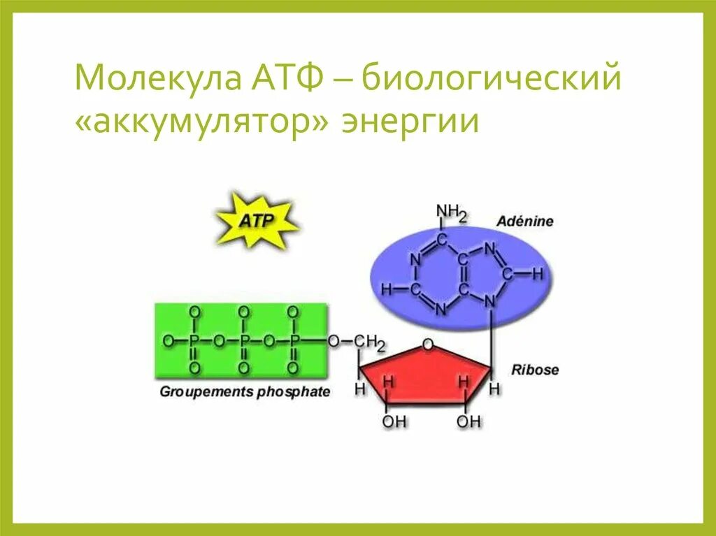 Количества атф атф синтезироваться. Строение молекулы АТФ. Строение молекулы АТФ биология. Структура молекулы АТФ. Схема строения АТФ.