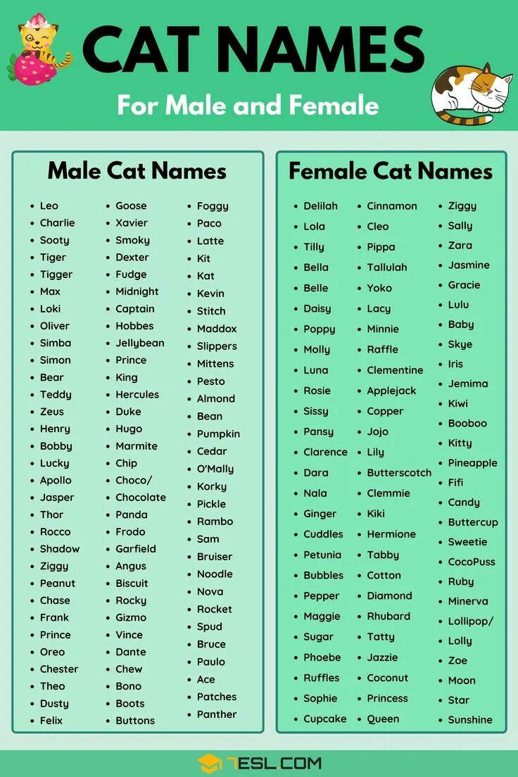 Funny pet names. Имена для котят. Имена для котят мальчиков. Имя для кошечки. Прикольные имена для кошек.