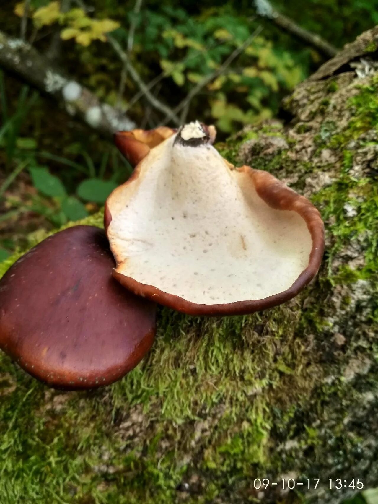 Каштановый гриб фото и описание. Polyporus badius, трутовик. трутовик каштановый (picipes badius). полипорус каштановый polyporus badius. трутовик каштановый съедобен.