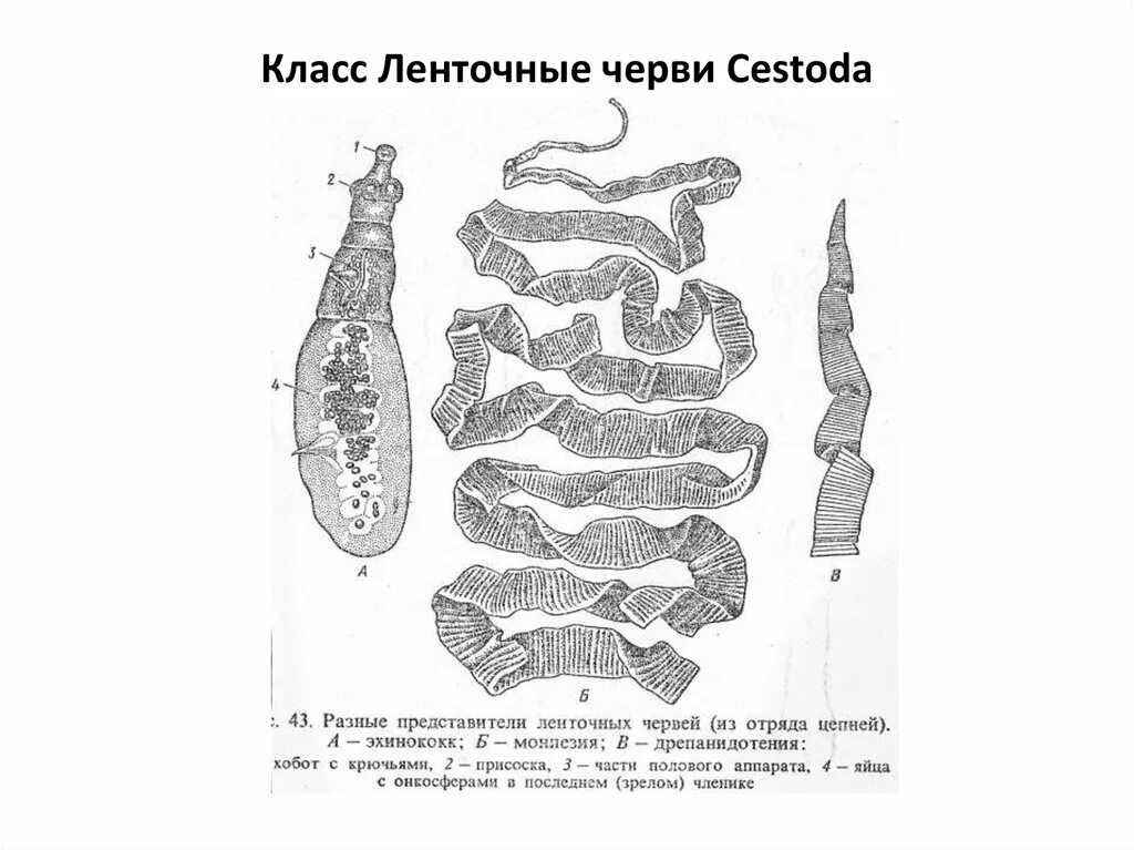 Молочно белая планария. Тип плоские черви 7 класс классификация. Типы сколексов ленточных червей. Класс ленточные черви (cestoda). Строение ленточных червей цестоды.