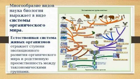 Систематика эволюции