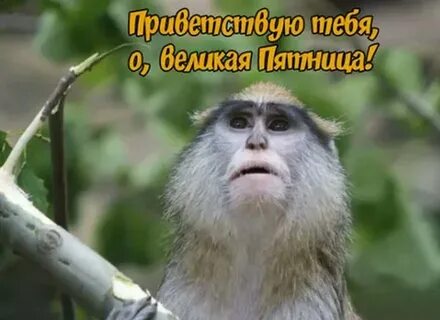 Пятница картинки прикольные смешные ржачные