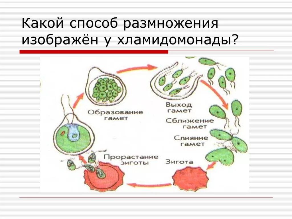 Какой способ размножения хламидомонады. Строение и жизненный цикл хламидомонады. Половое размножение хламидомонады схема. Бесполое размножение хламидомонады ЕГЭ. Бесполое размножение хламидомонады схема.