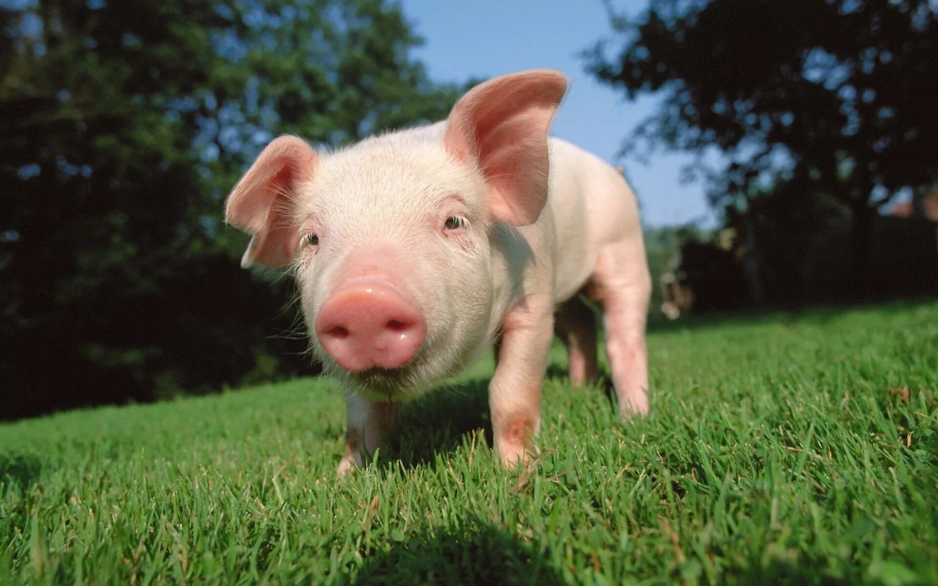 Поросенок. Свинья. Домашняя свинья. Фото свиньи. Свинья небо