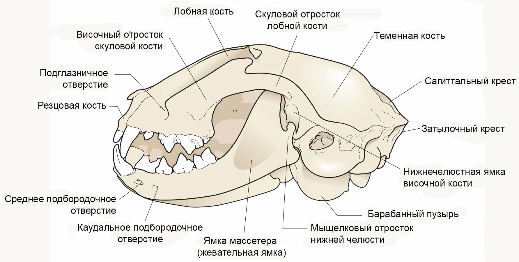 Скуловая и теменные кости. Строение костей черепа кошки. Сагиттальный гребень черепа. Кости черепа собаки схема. Череп кошки вид сбоку и снизу.