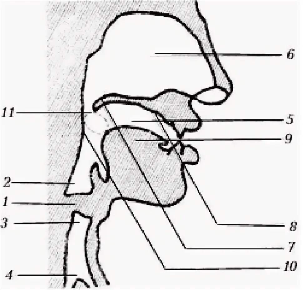 Артикуляция аппараты. Строение гортани речевой аппарат. Строение речевого аппарата анатомия. Схема «строение артикуляционного аппарата». Строение речевого аппарата артикуляционный отдец.