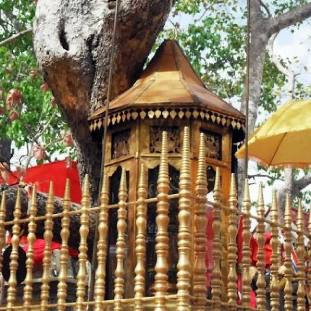 Джайя шри. Шри Маха Бодхи. Дерево Бодхи в Анурадхапуре. Парк Бодхи. Jaya Sri Maha Bodhi.