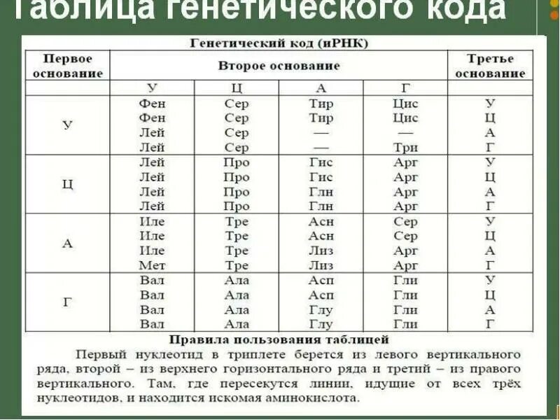 Последовательность нуклеотидов ИРНК. Таблица генетического кода и-РНК. Генетический код нуклеотиды таблица. Таблица кодонов аминокислот РНК.