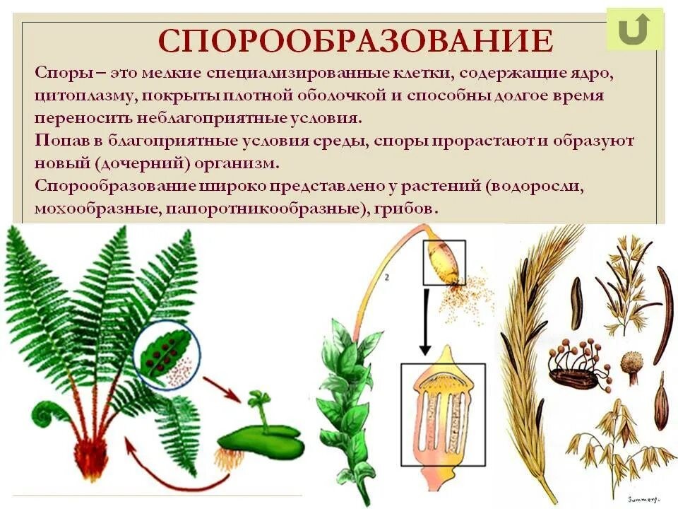 Происходит образование спор происходит размножение. Бесполое размножение спорообразование кратко. Спорообразование особенности размножения. Спорообразование это способ размножения. Спорообразование размножение рисунок.