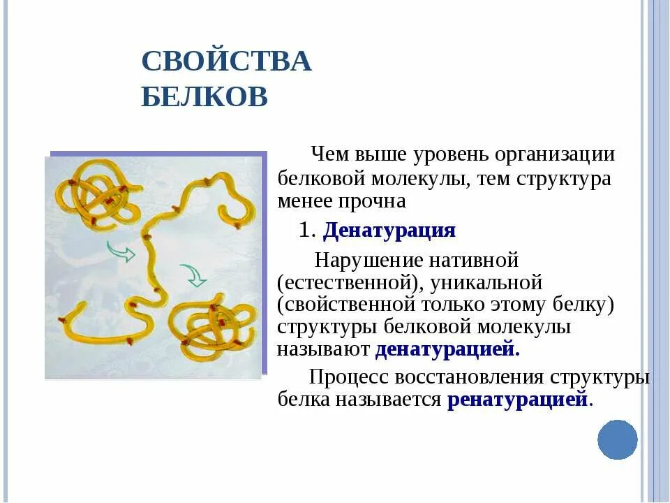 Свойства белковых молекул. Свойства белков. Свойства молекул белков. Свойства молекулы белка. Структура и свойства белковой молекулы.