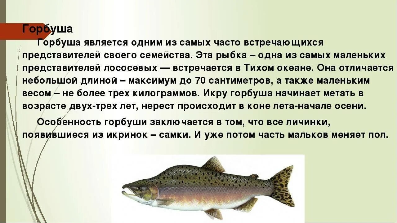 Какая рыба полезна для организма