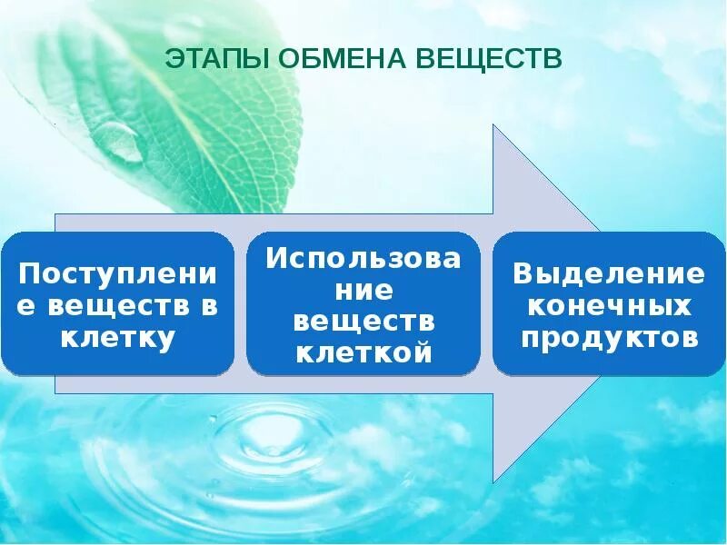 Обмен веществ и энергии этапы. Этапы обмена веществ и энергии кратко. Этапы обмена веществ. Обмен веществ и энергии этапы. Этапы обмена веществ.