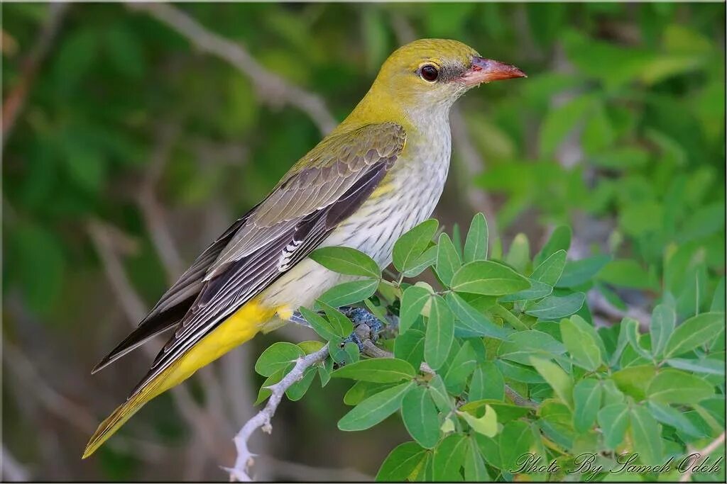 Обыкновенная иволга oriolus oriolus. Иволга лесная. Свист иволги. Свист иволги. Китайская черноголовая иволга.