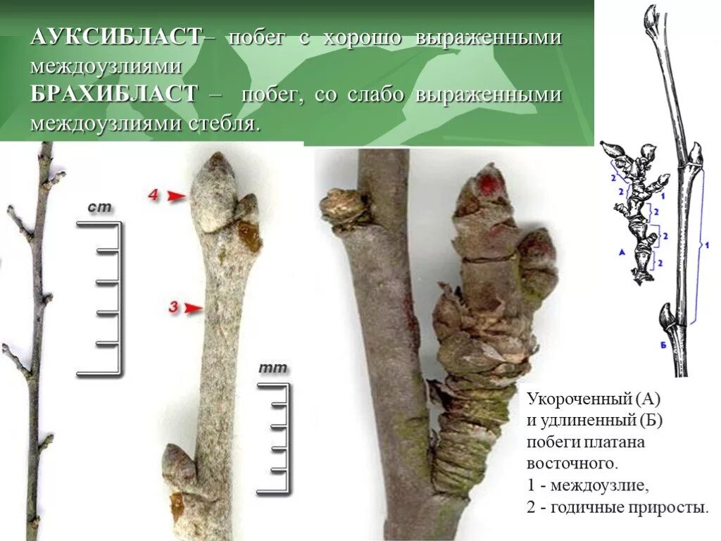 Удлиненные и укороченные побеги. Строение укороченного побега. Укороченный побег. Побег древесного растения. Ауксибласт брахибласт.