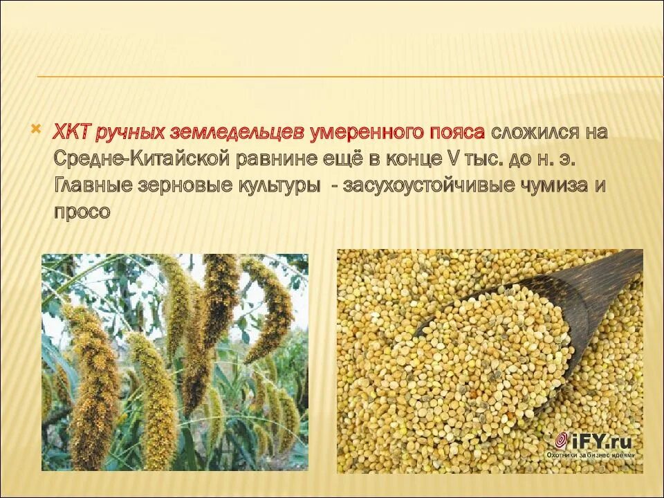 Урожай пшеницы. Зерновые растения. Зерновая культура азии. Грация сорт сои. Кукуруза просо сорго пшеница.