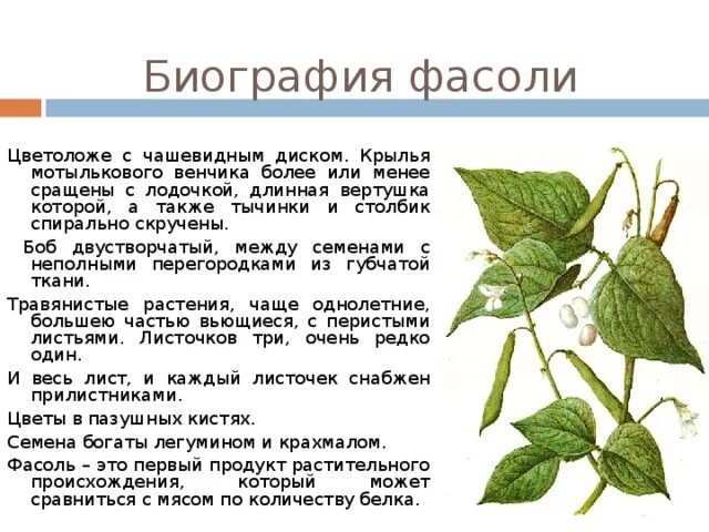 Проект по биологии "Наблюдение за ростом фасоли"