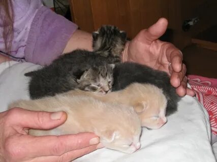 Через 2 дня котенок