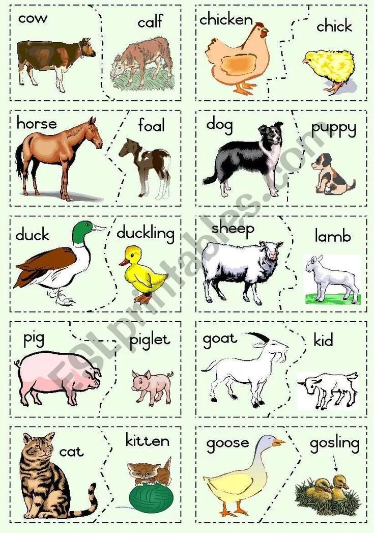 Домашние животные на англ. Домашние животные на английском для детей. Домашние животные для детей. Домашние животные и их названия. Детеныши домашних животных.