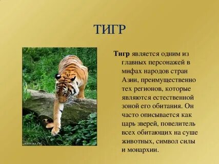 Тигр кратко для детей