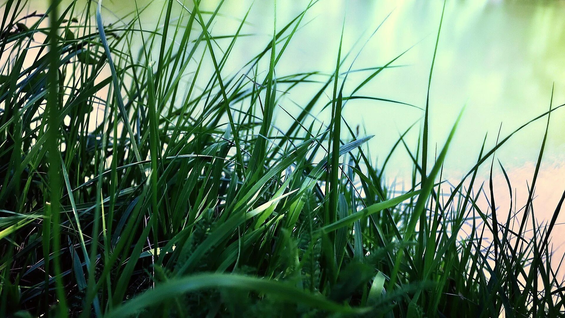 Grass network. Природа трава. Зеленая трава. Зеленая природа. Красивая трава.