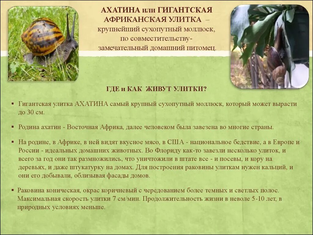 Ахатины содержание и уход. Условия содержания улиток ахатин. содержание улиток ахатин в домашних.