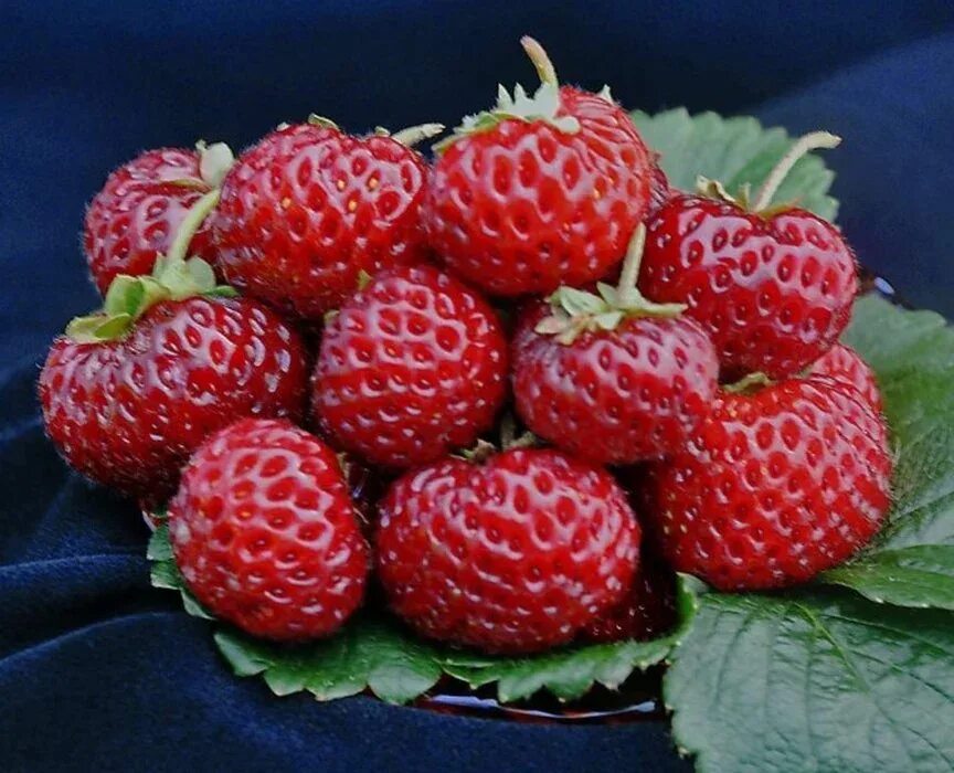 Мице шиндлер клубника фото описание. Сорт клубники мице шиндлер. земляника (сорт мице шиндлер. земляника садовая мице шиндлер. мизе кити шиндлер клубника.