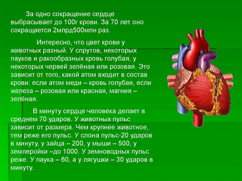 Дополнительная информация о органах