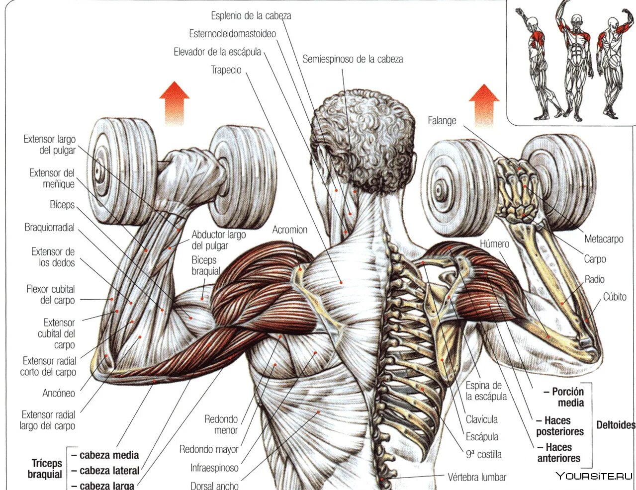Какие упражнения для развития мышц. Жим гантелей стоя анатомия. Жим стоя с гантелями мышцы. Упражнения для накачивания дельтовидной мышцы. Жим гантелей стоя мышцы.