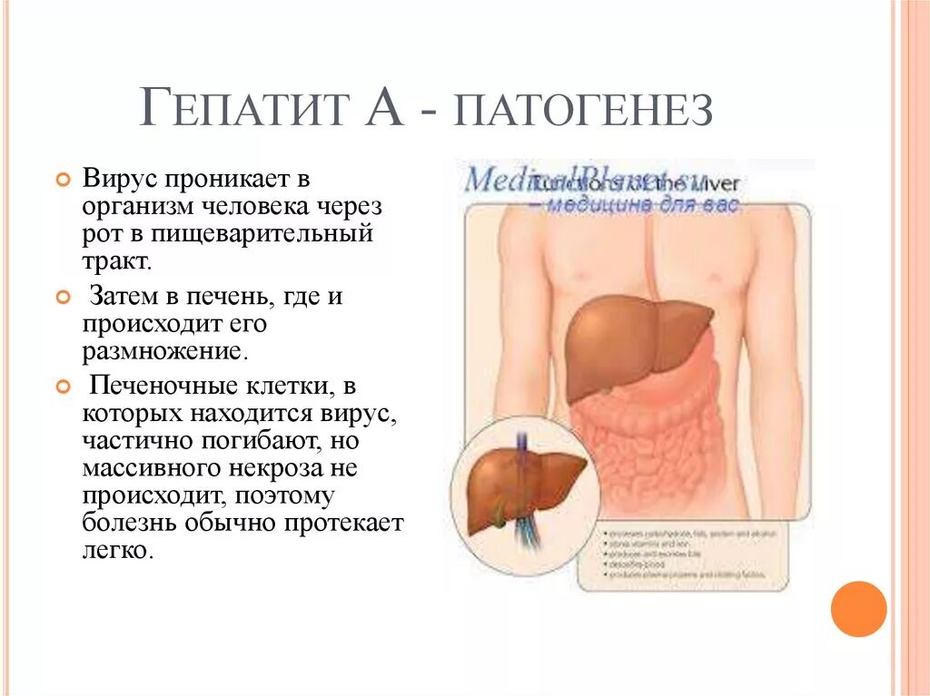 Гепатит а патогенез. Патогенез гепатита е схема. Гепатит вирусный гепатит этиология. Патогенез вирусного гепатита в. Вирус гепатита а этиология.