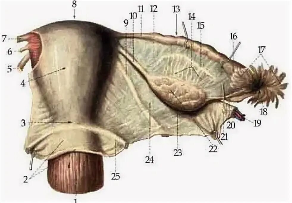 Подвешивающая связка яичника. Воронко-тазовая связка яичника анатомия. Воронко тазовая связка матки. Круглая связка матки. 1 женская половая система