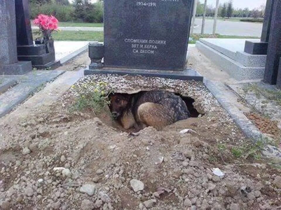 На кладбище приходит собака. Хатико могила. Памятник жужа памятник собаке. Собака на могиле хозяина фото. Спитакское кладбище собака жужа памятник.