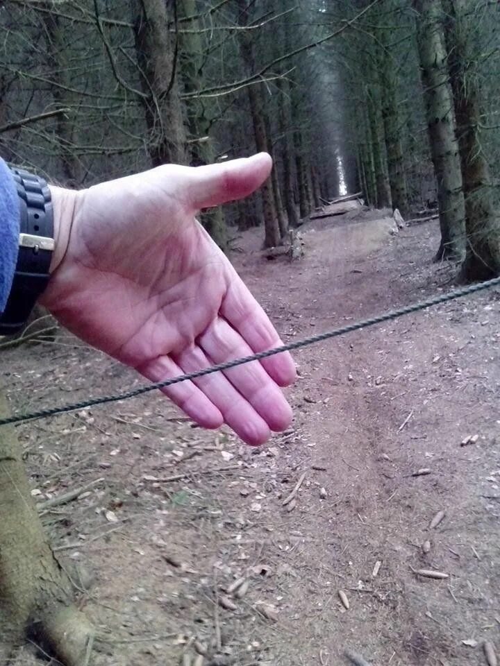 Леска между деревьев