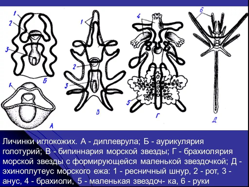 Морская звезда половое размножение