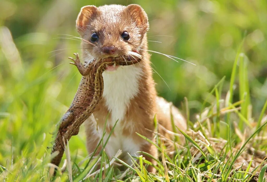 Маленький хищник 5. Ласка животное фото. Ласка обыкновенная (Mustela nivalis). Мелкие хищники. Колонок животное.