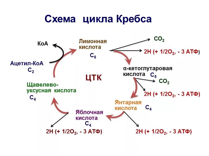 Схема клеточного дыхания цикл Кребса. Янтарная кислота цикл Кребса. Цикл трикарбоновых кислот цикл Кребса. Цикл Кребса и этапы клеточного дыхания. Реакции образования циклов