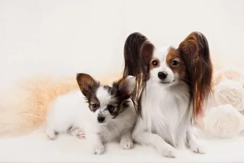 Papillon на русском