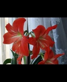 Комнатное растение гиппеаструм фото