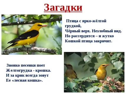 Какую птичку прислала