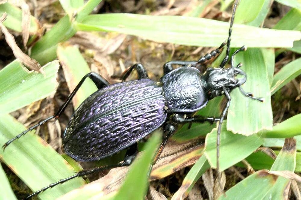 Жужелица обитание. Жук Карабус жужелица. Кавказская жужелица - Carabus caucasicus. Жук Карабус жужелица Дубравная. Жужелица Эстрейхера.