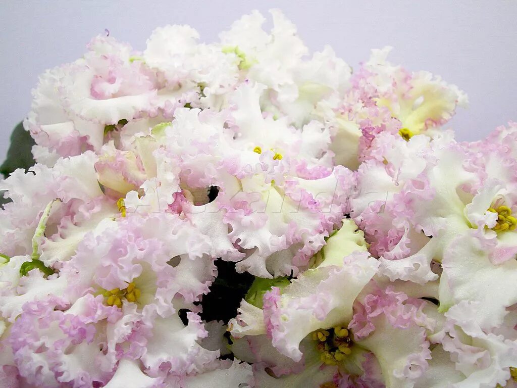 фиалка рс акрополь. фиалка золотая. фиалка звезда регул. фиалка ле золотой лев. фиалка золотая.