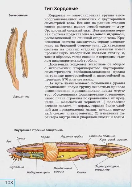 Характеристика хордовых общая хордовых. Хордовые половая система. Общая характеристика типа хордовых. Внутреннее строение хордовых.