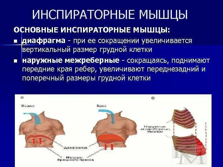 Инспираторные мышцы основные и вспомогательные. Дыхательные мышцы инспираторные и экспираторные. Инспираторные мышцы это физиология. Основные инспираторные мышцы вдоха. Инспираторное вдох