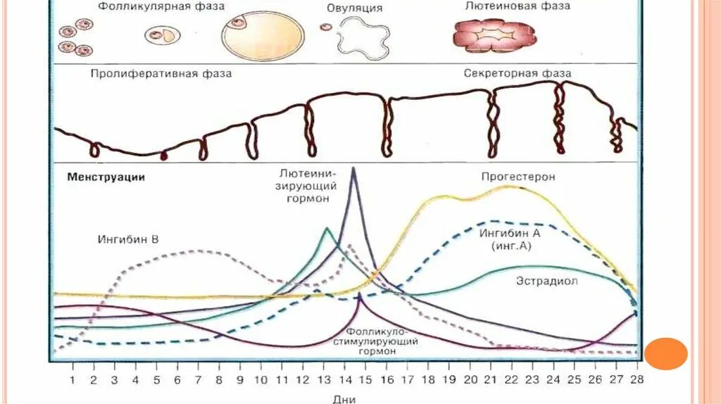 Менструальный цикл гормоны схема. Гормоны по дням цикла схема. Гормональная регуляция менструального цикла график. Схема регуляции менструального цикла.
