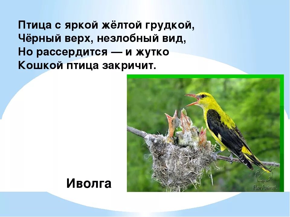 Загадки про птиц. Загадки про птиц для дошкольников. Загадки про птиц леса. Самые сложные загадки про птиц.