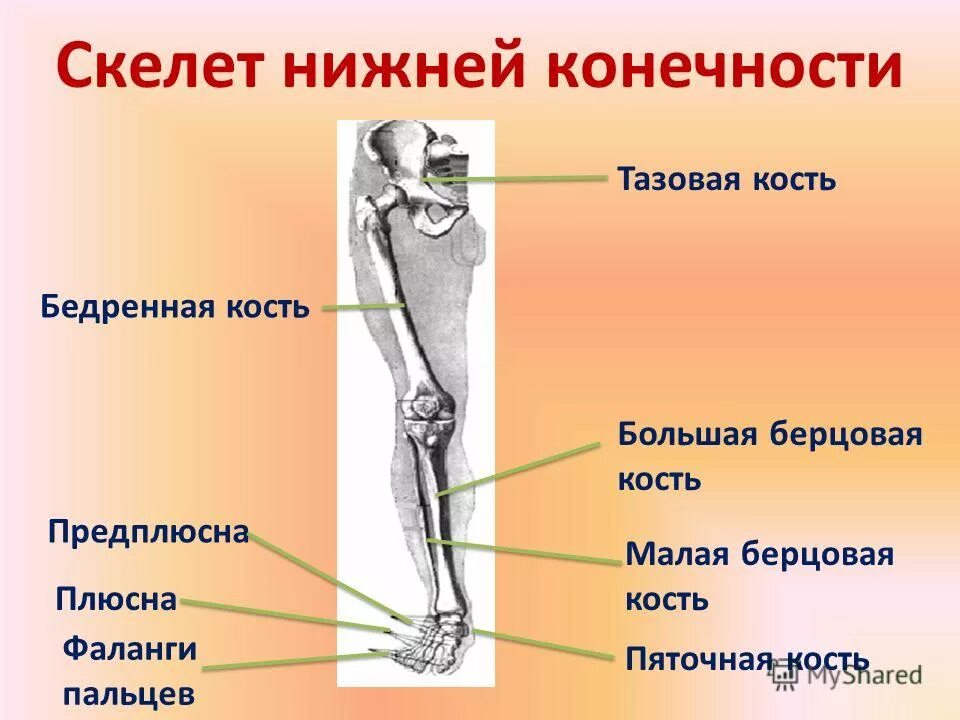 Кости свободной нижней конечности их строение и соединения. Скелет нижней конечности биология 8 класс. Найди верную последовательность расположения костей нижней конечности. Перечислите кости, составляющие скелет нижних конечностей. Кости нижних конечностей анатомия строение.