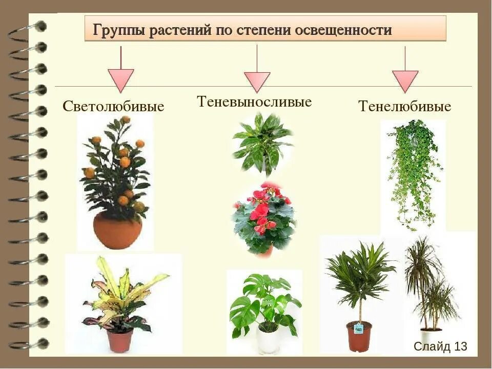 Светолюбивые тенелюбивые теневыносливые растения. Группы комнатных растений. Комнатные растения названия. Классификация комнатных растений.