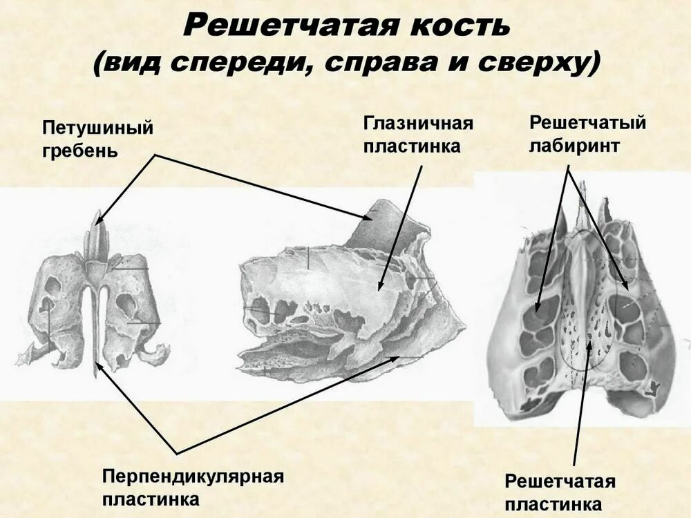 Формирующий гребень