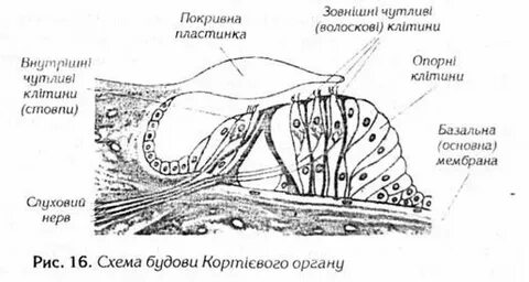 Кортиев орган образован