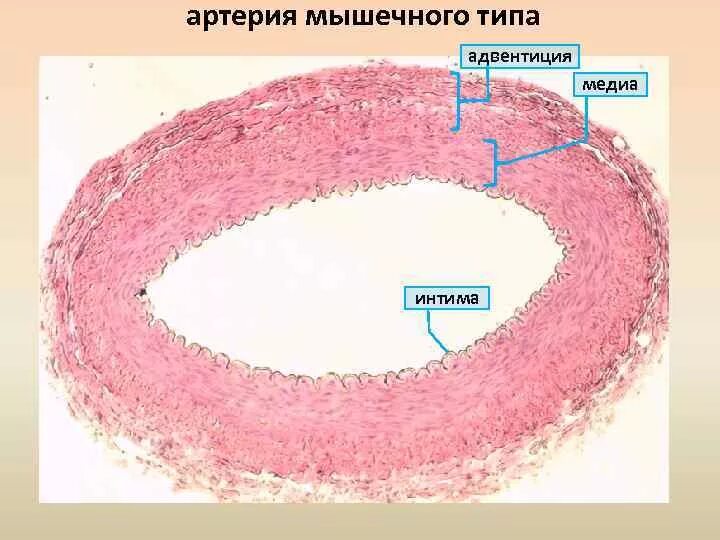 Сердечно–сосудистая система